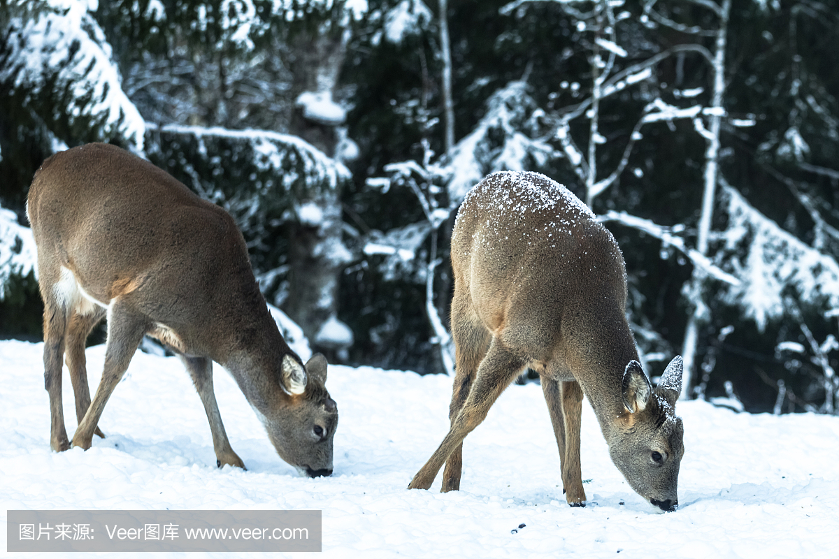 瑞典,英文字母T,食品,雪