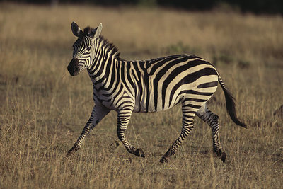 白氏斑马_白斑马简笔画_动物世界马与斑马交-77kb