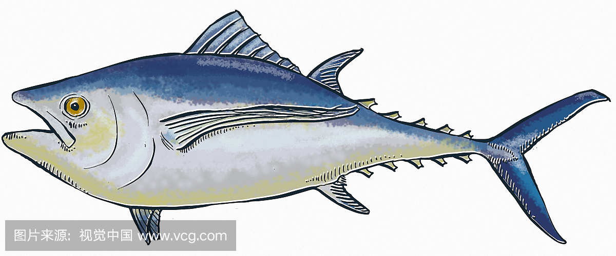 长鳍金枪鱼
