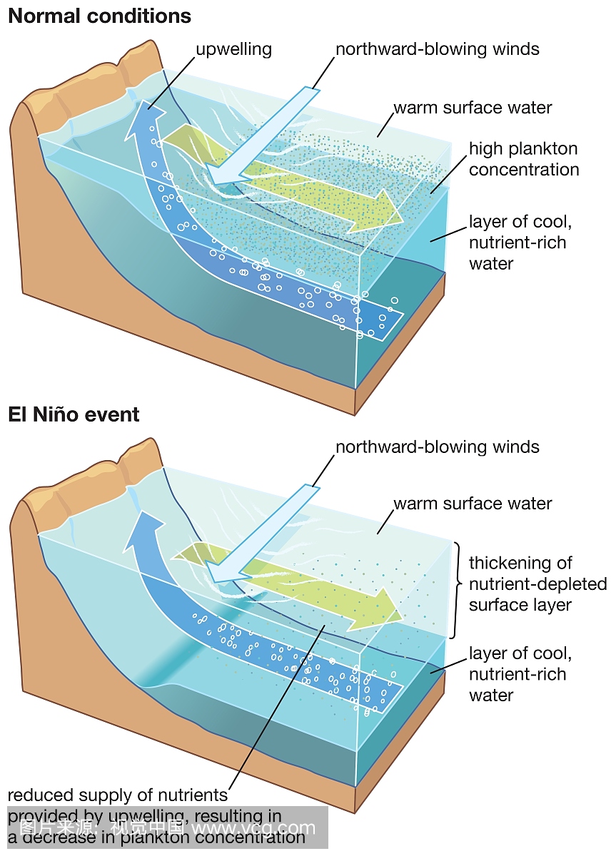 在厄尔尼诺现象事件中,上层增厚,上层水含有较