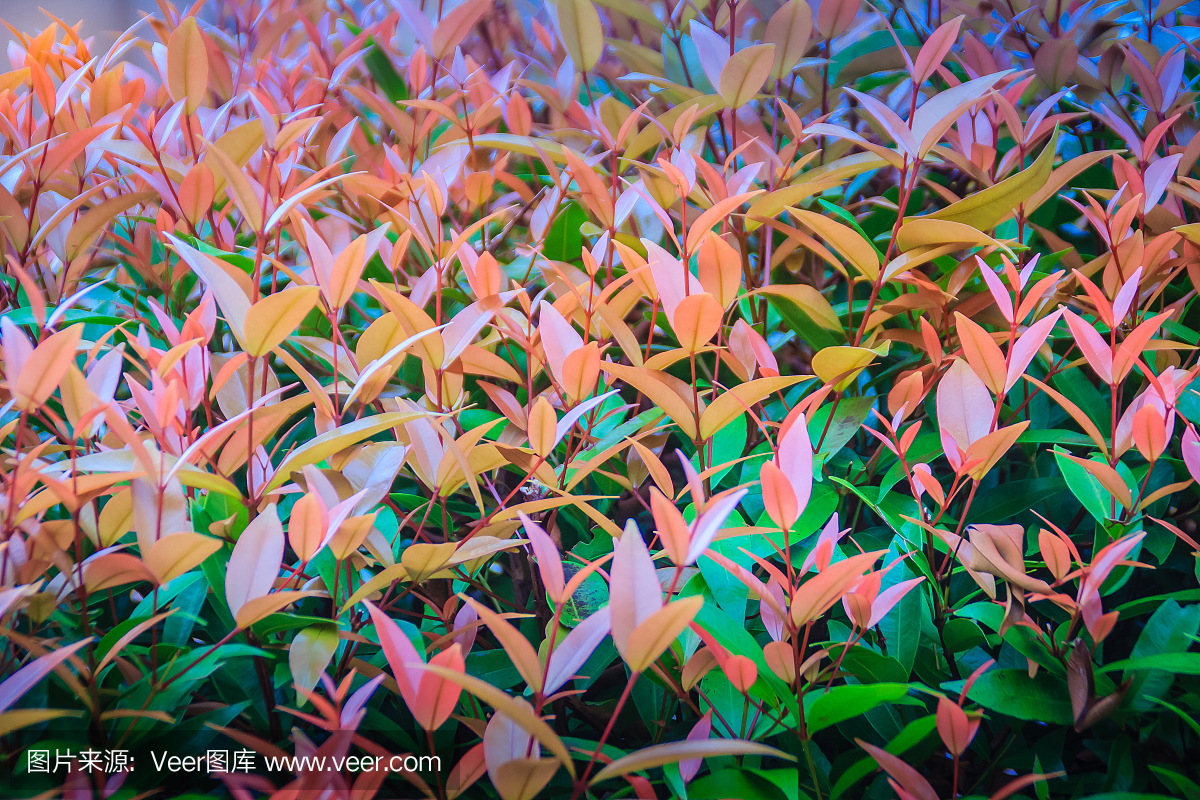 有机年轻的红色叶子的蒲公英gratum树的背景。