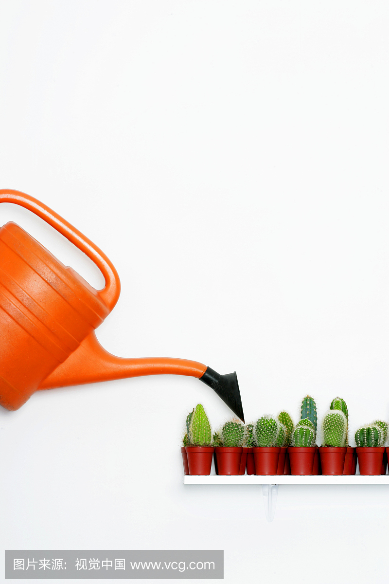 橙色浇水可以倾倒在架子上的小仙人掌植物上