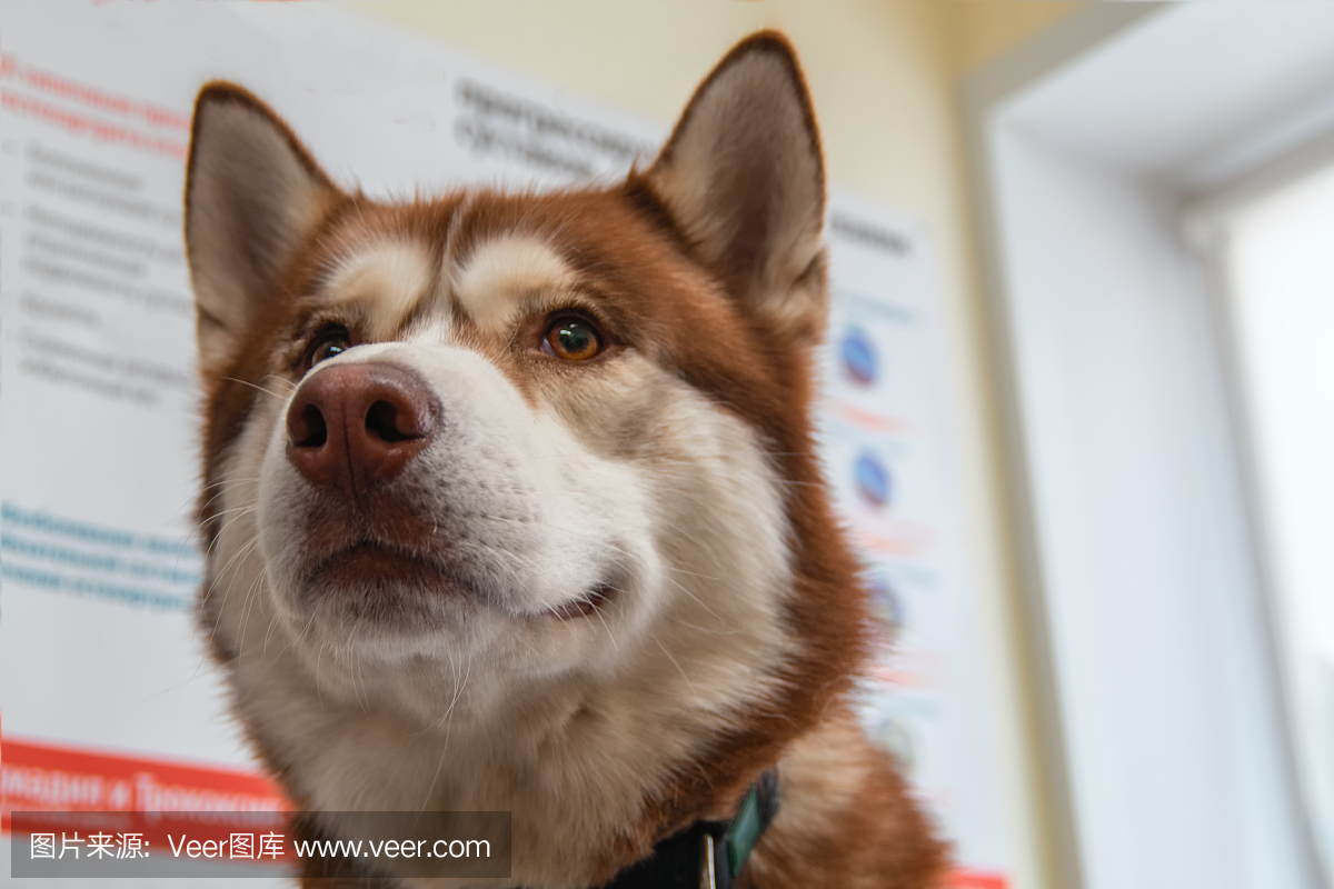 赫斯基狗在兽医诊所。逗人喜爱的红色西伯利亚
