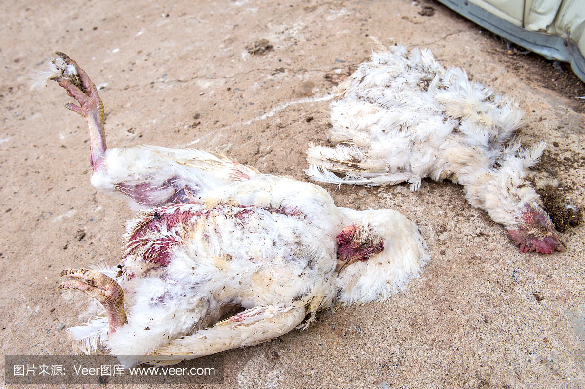 在农场禽流感死鸡。