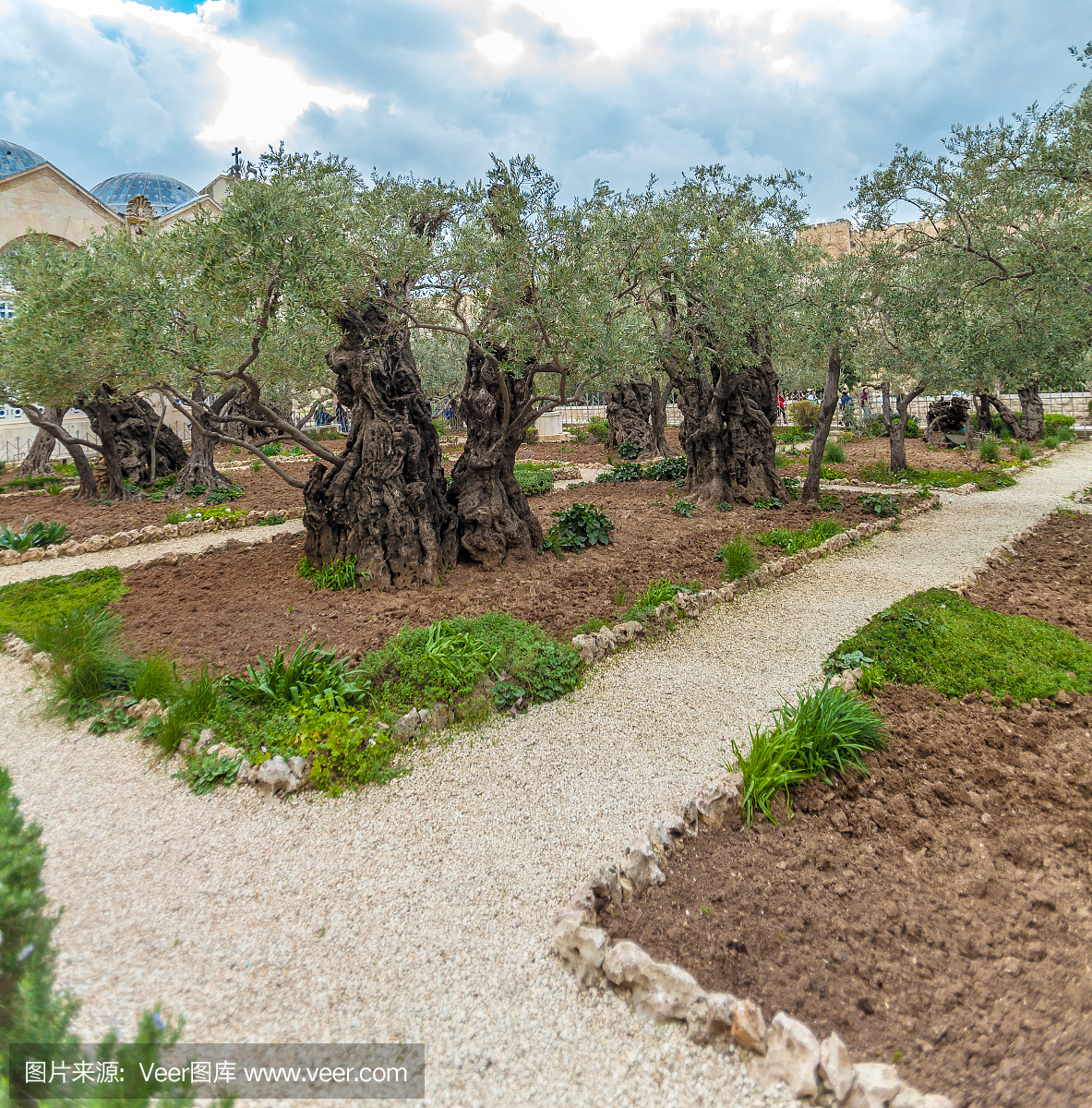 在以色列耶路撒冷的橄榄山的客西马尼花园