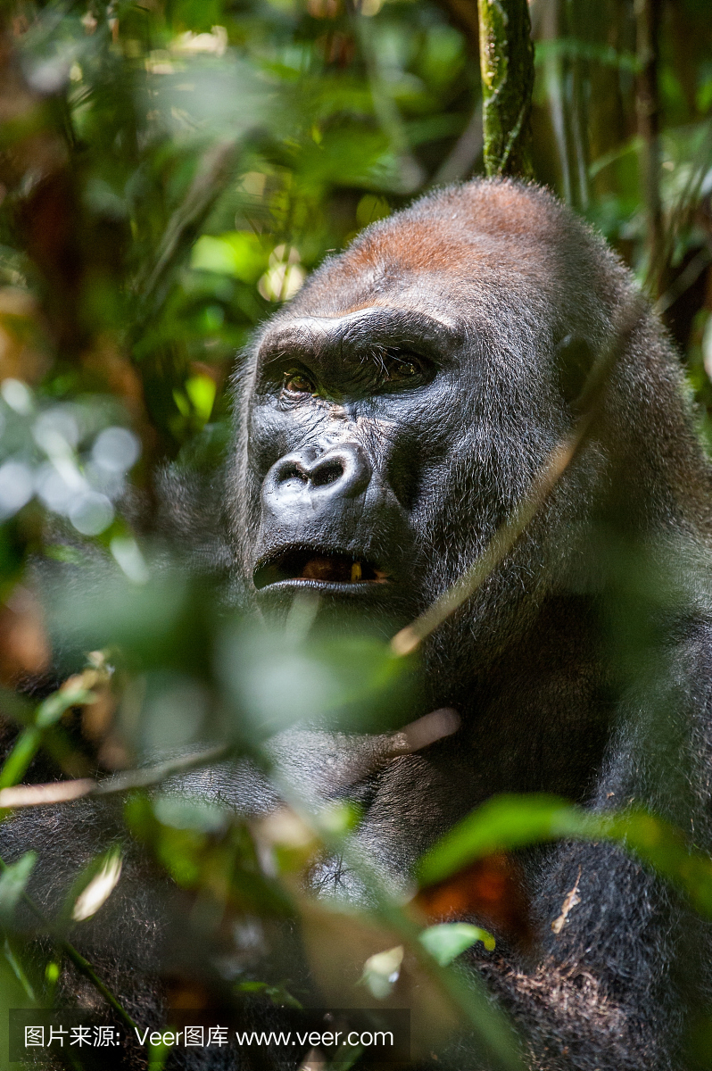 金刚,金刚猩猩,电影金刚,银背大猩猩