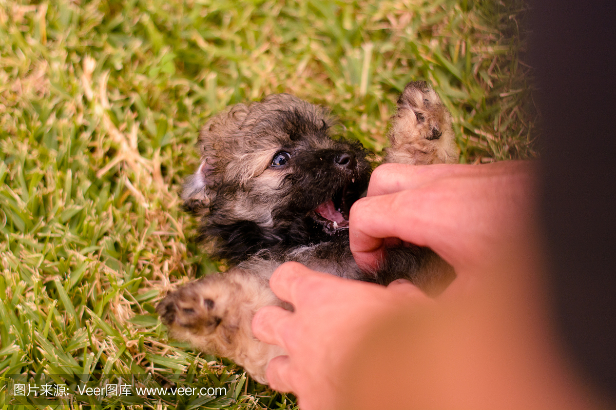小狗有肚子擦在视图上方