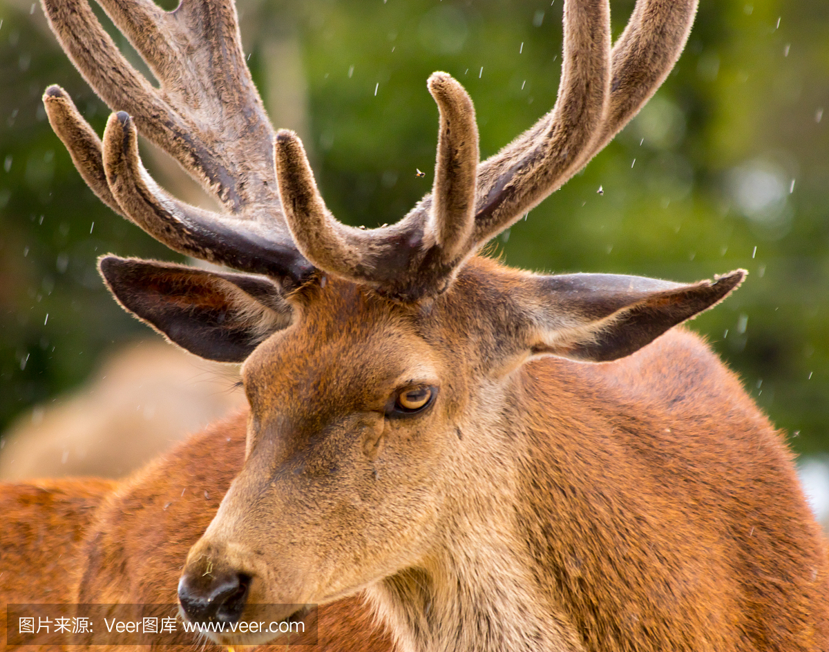 欧洲小鹿,梅花鹿,扁角鹿,摄影