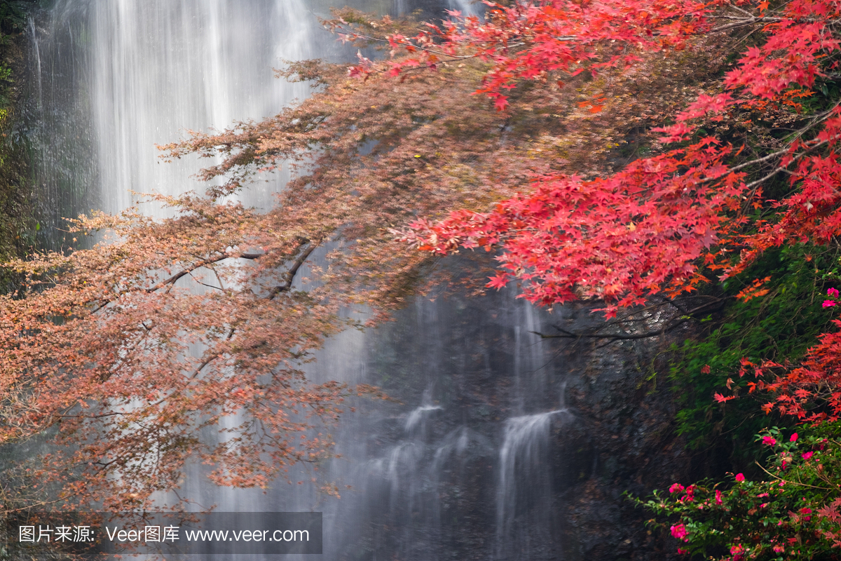 米诺瀑布在秋天,大阪,日本