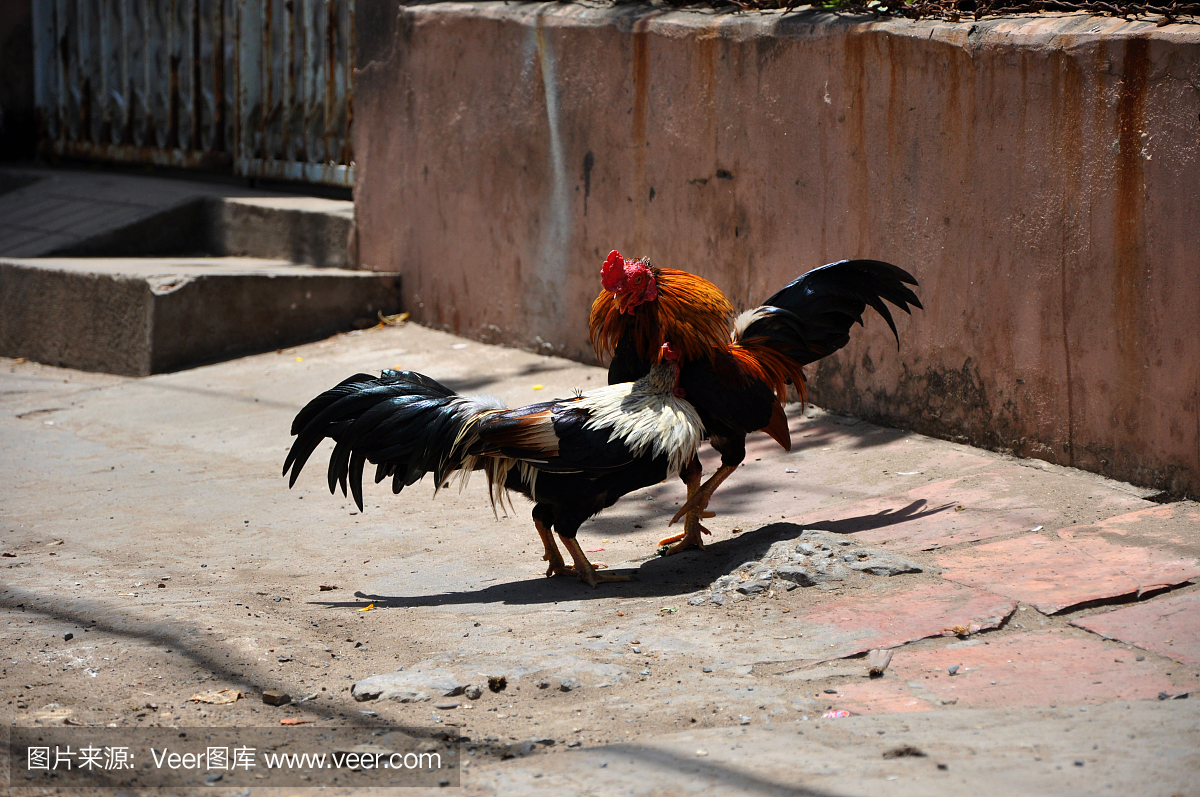 斗鸡比赛,斗鸡,斗雄鸡,小公鸡