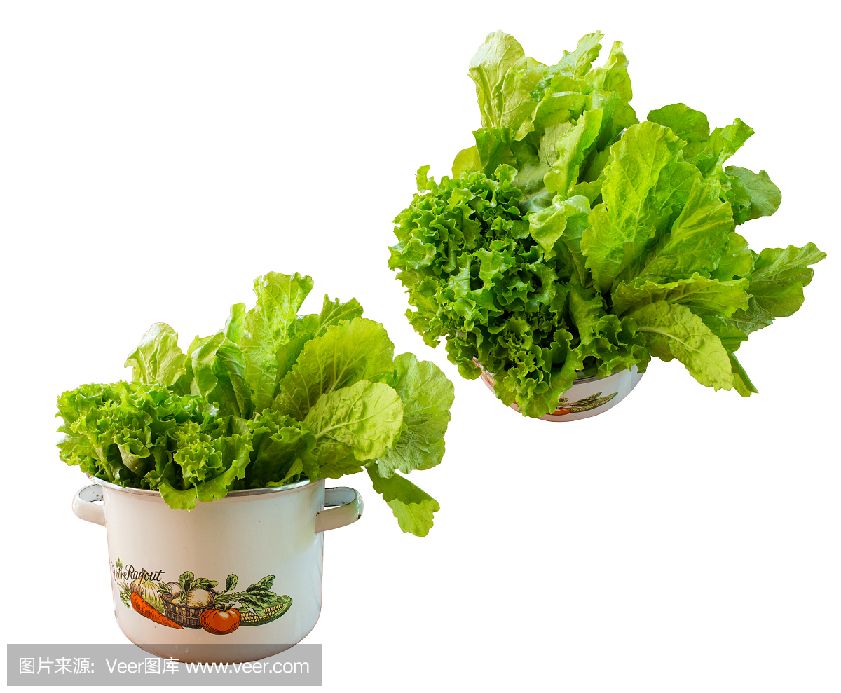 lettuce in pot wait for cooking white isolated