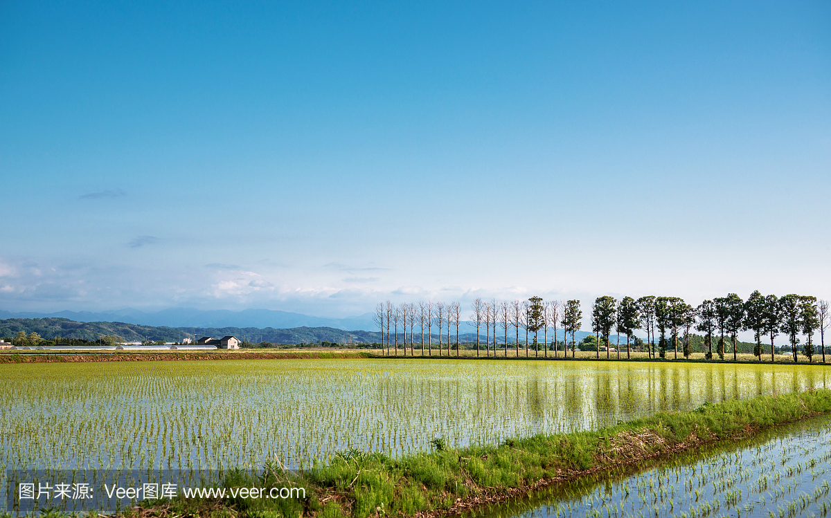 稻田和白山的春天景色