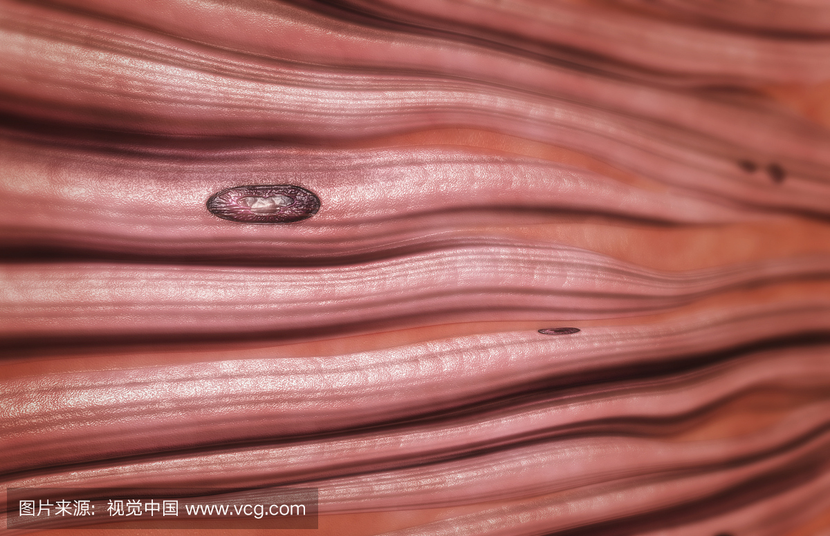 致密结缔组织,人体胶原蛋白,肌腱,韧带