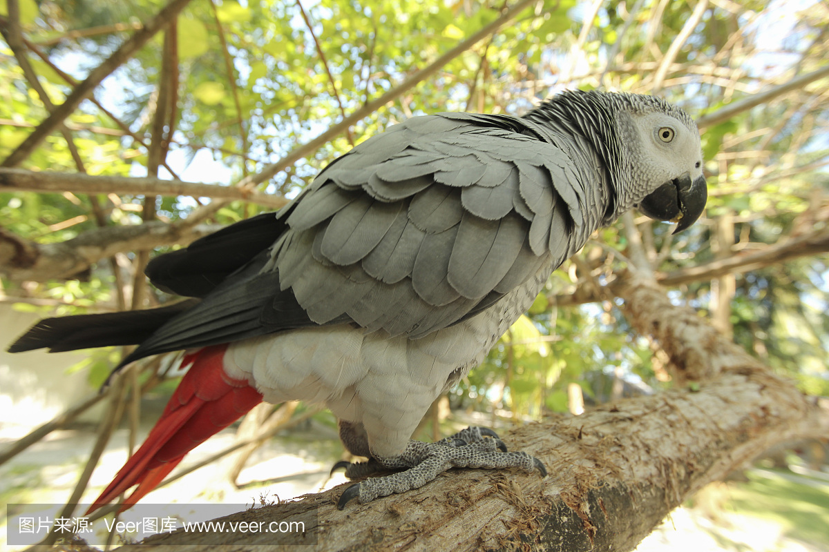 非洲灰鹦鹉,刚果灰鹦鹉,自然,灰色