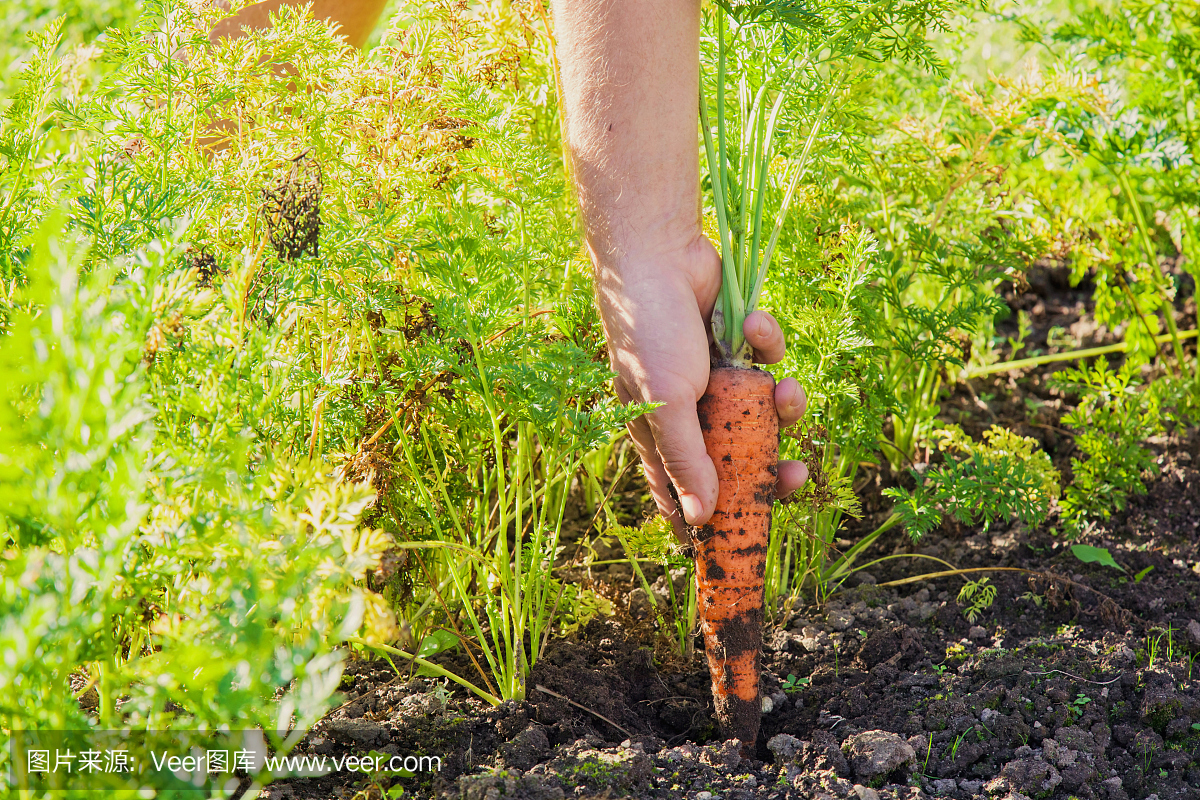 手拿着一个大的,美丽的生长胡萝卜与地面。