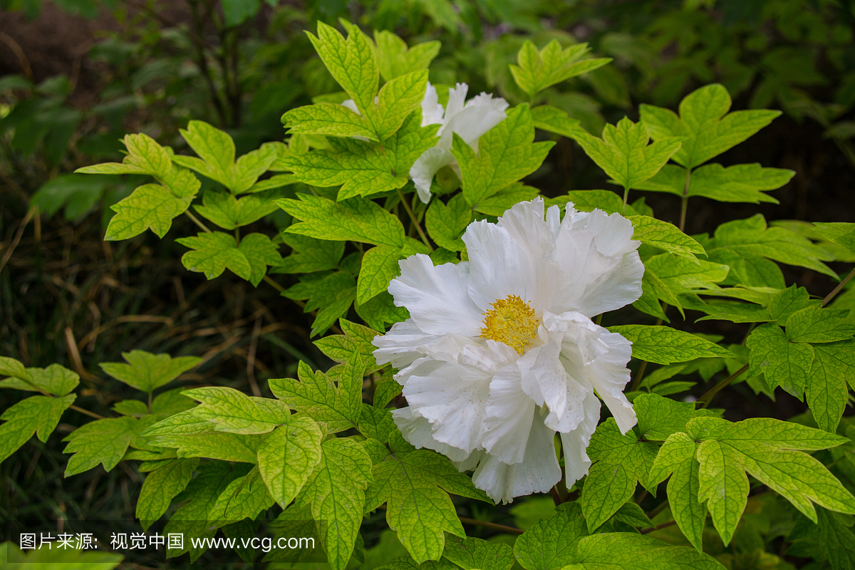 户外,特写,北京,叶子