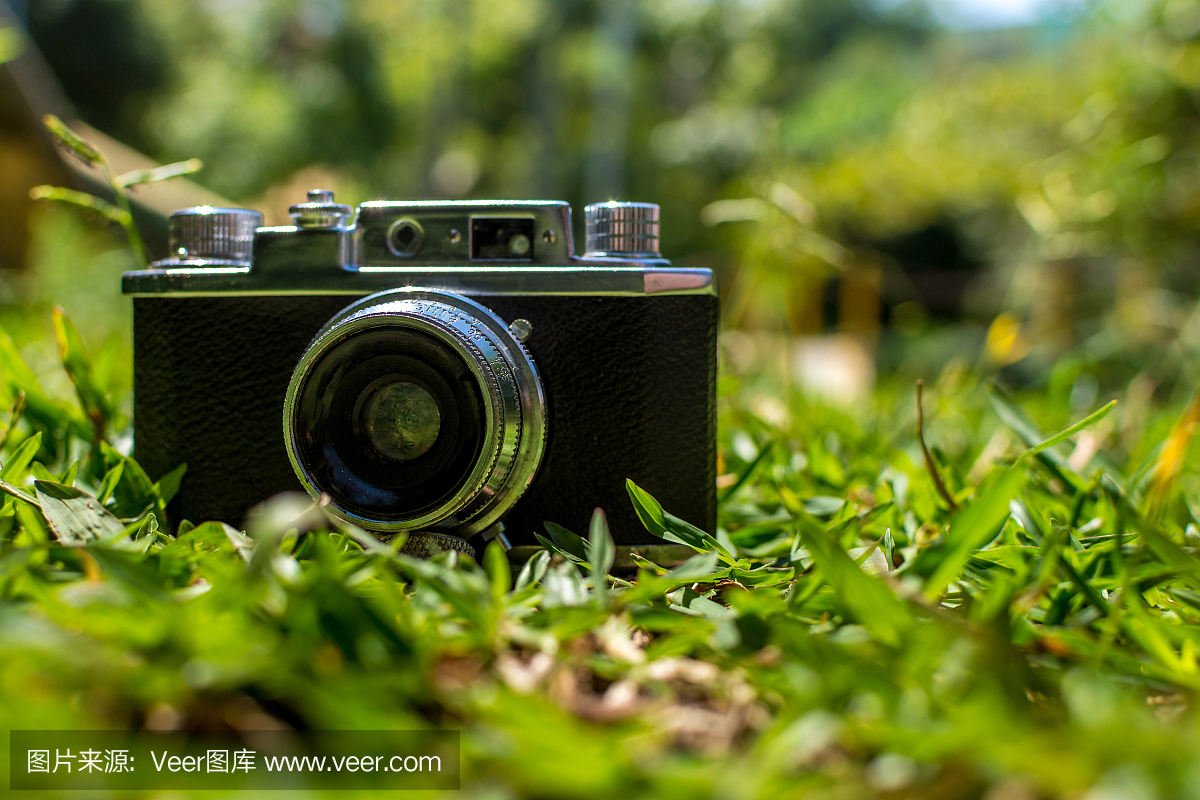 松果,松树种子,松球,模拟设备