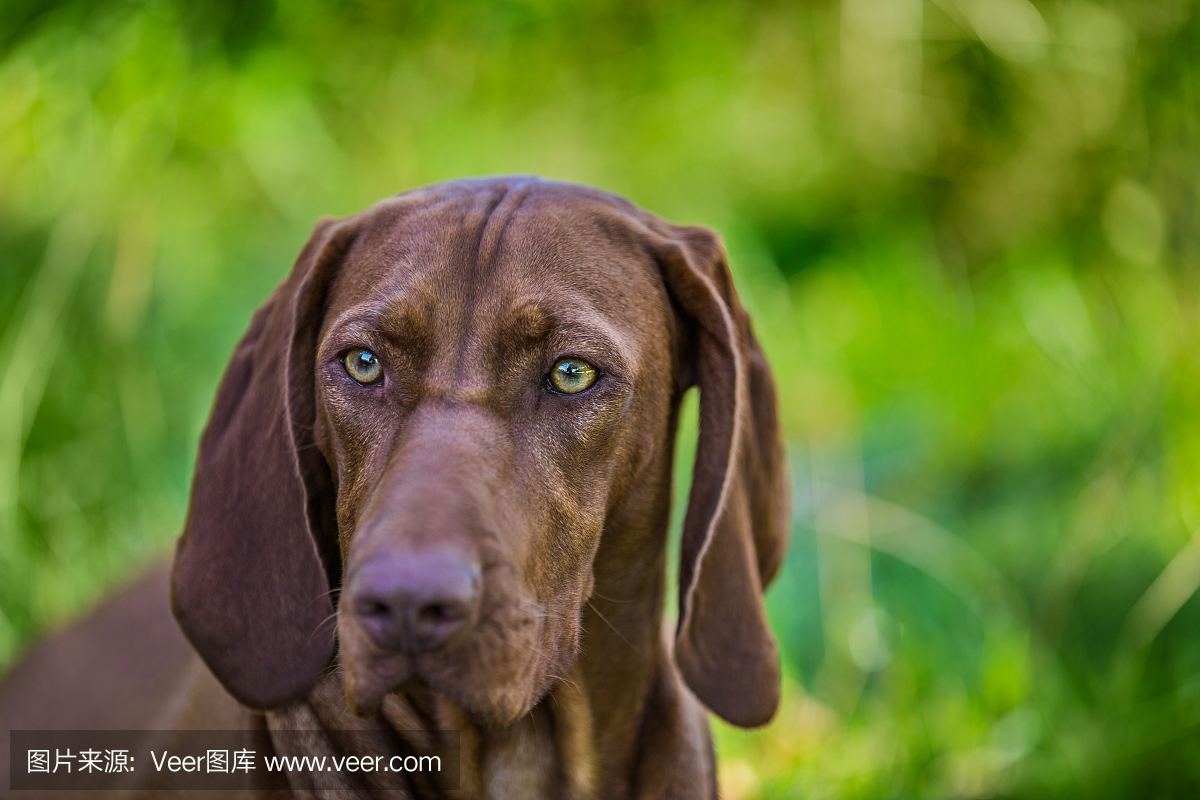 纯血猎犬,侦探犬,大侦探犬,寻血犬