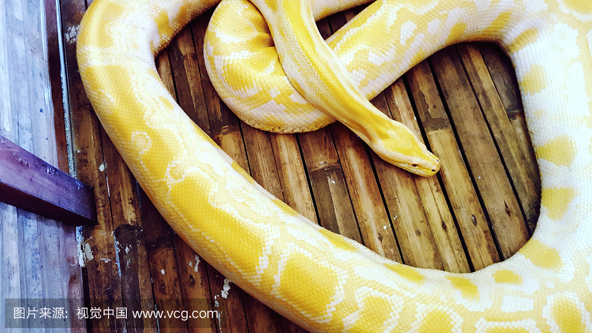 在木地板上的黄色缅甸Python的特写镜头