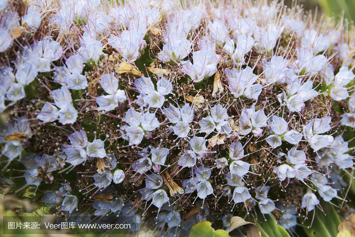蓝蓟,蓝蓟属,马德拉的骄傲,选择对焦