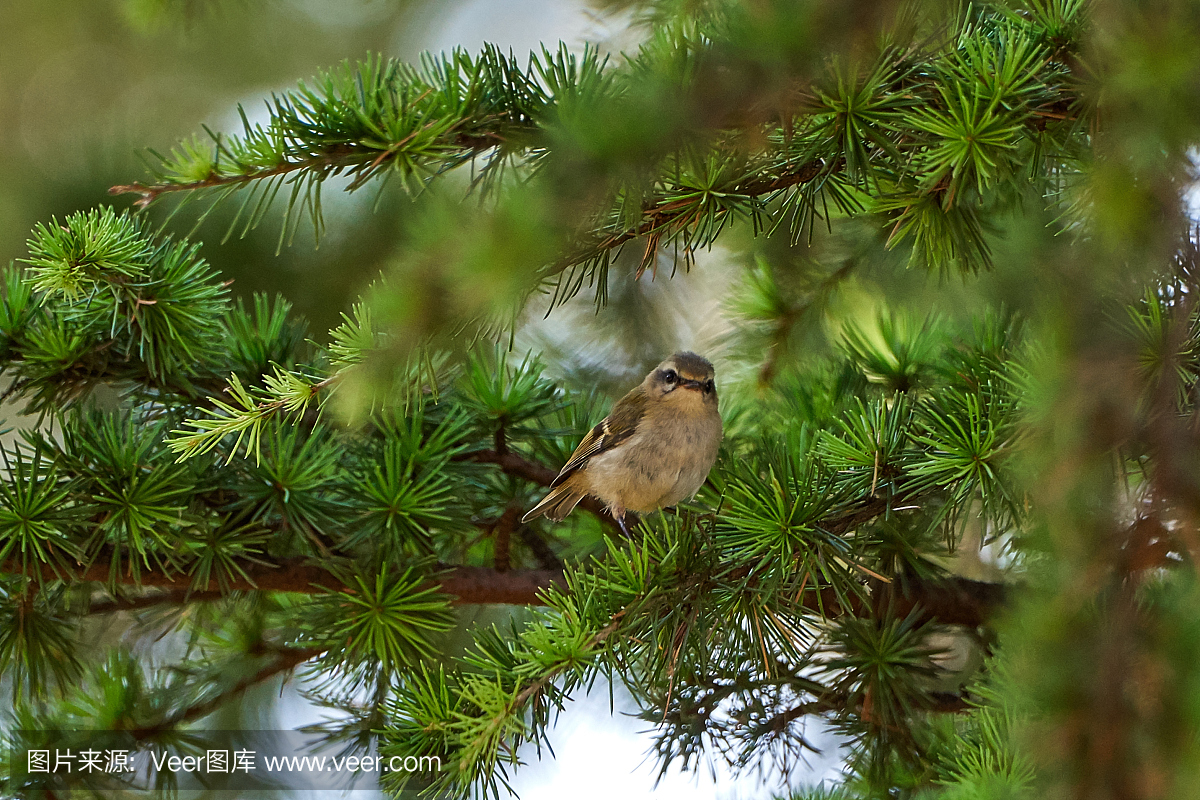 极小的意大利森林鸟