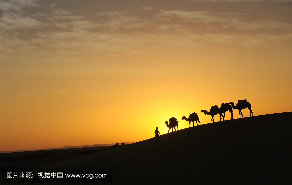 摩洛哥撒哈拉大沙漠上余晖中的驼队