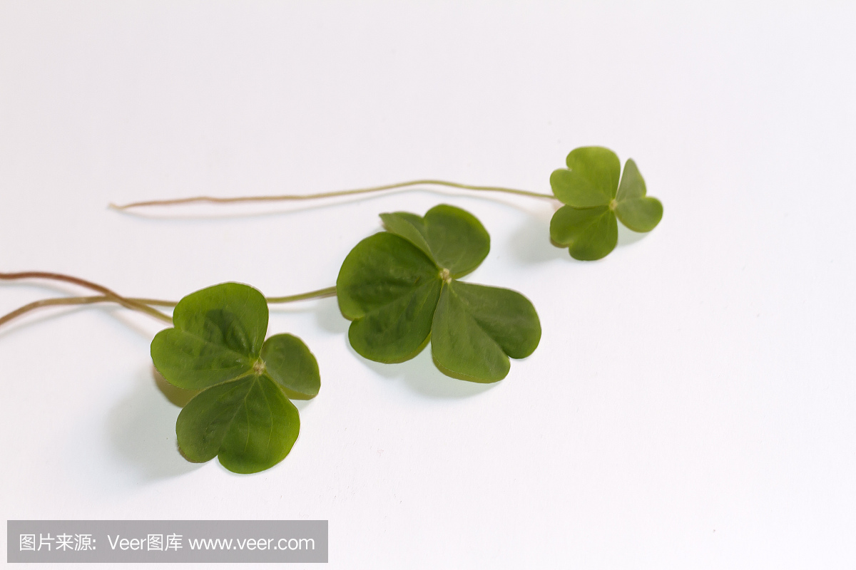 三叶幸运草