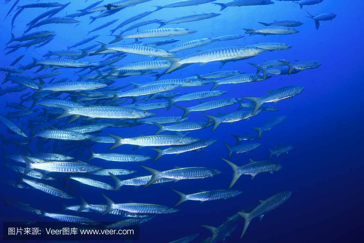 黑鳍梭鱼,黑杖鱼,康氏黑马鲛,梭鱼类