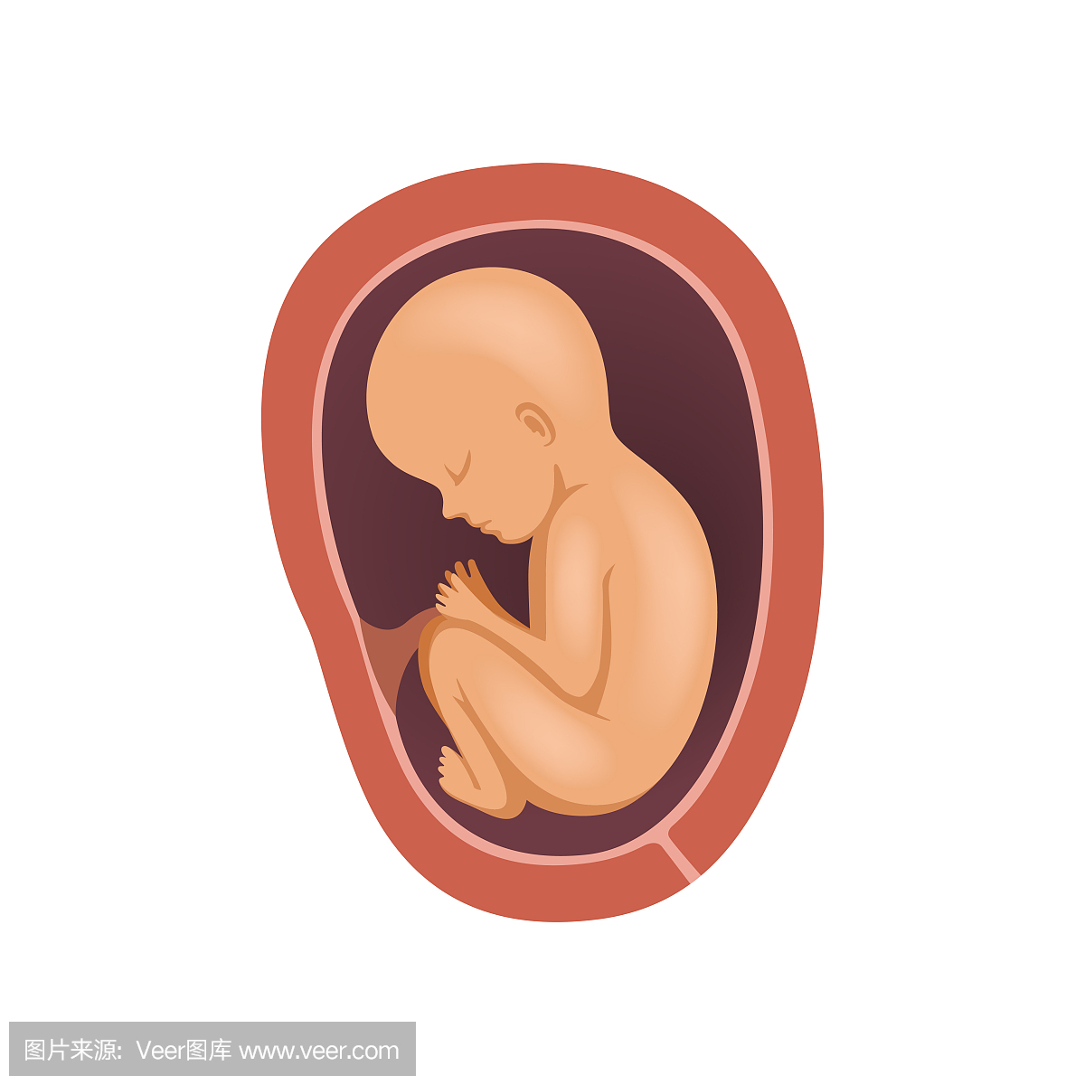 在子宫内的人类胎儿,8个月,胚胎发育阶段矢量