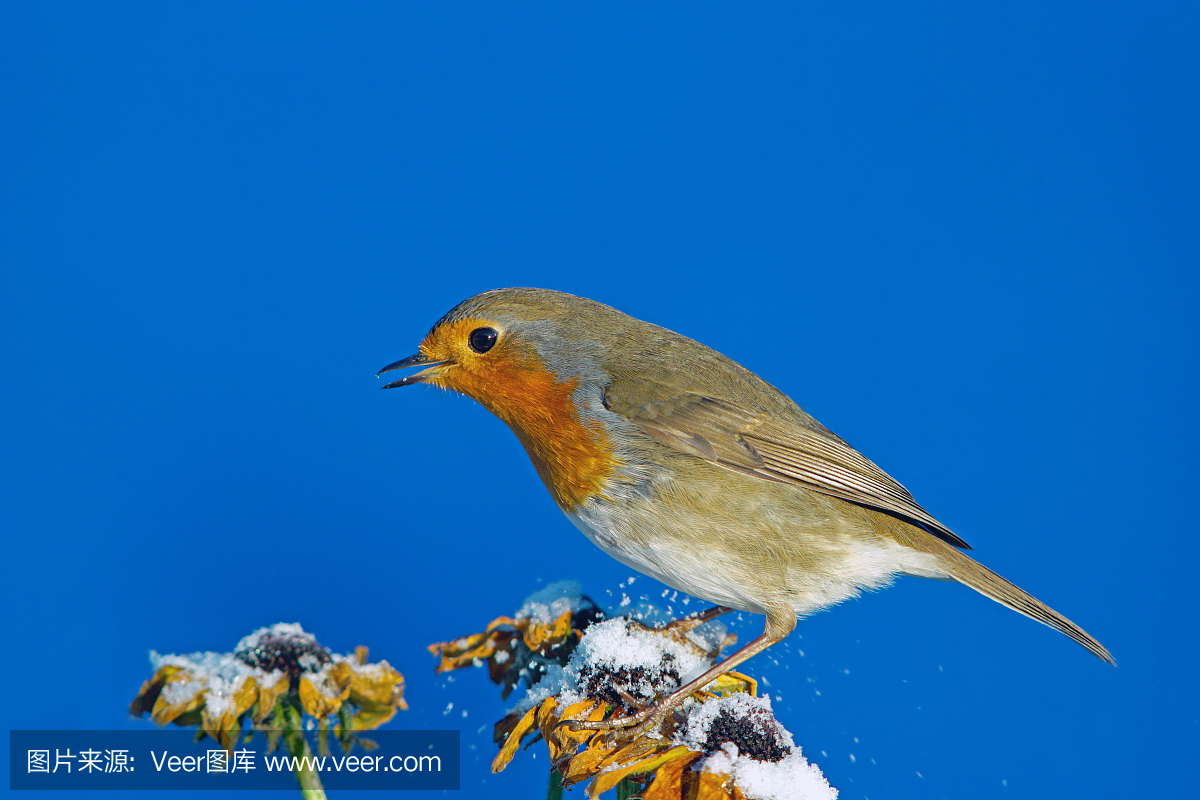 知更鸟,旅鸫,歌鸲,天空
