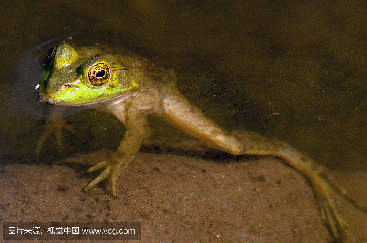 一只美国牛蛙,漂浮在池塘里的拉娜catesbeian