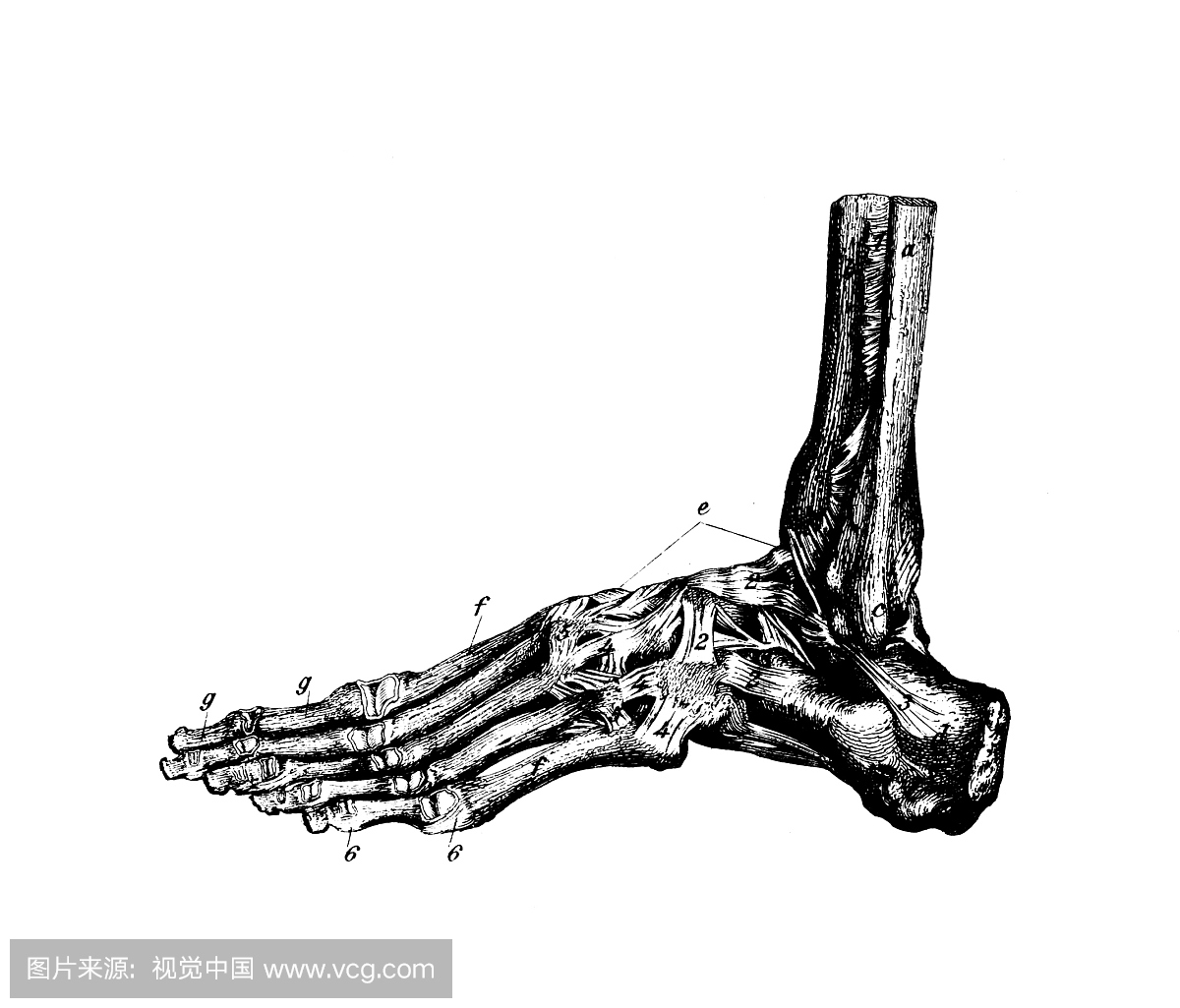 人类脚骨|古董医学科学插图
