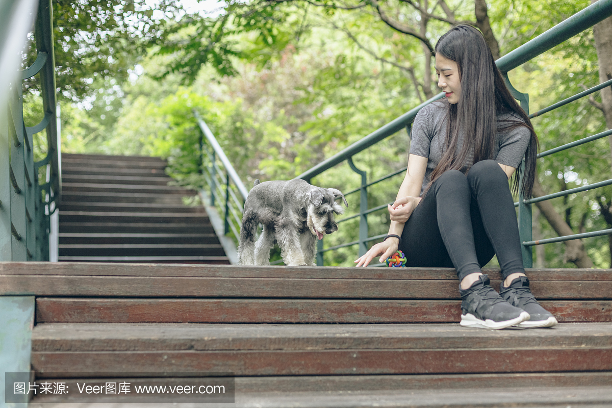 髯犬,雪纳瑞,髯狗,(德国种)刚毛典犬