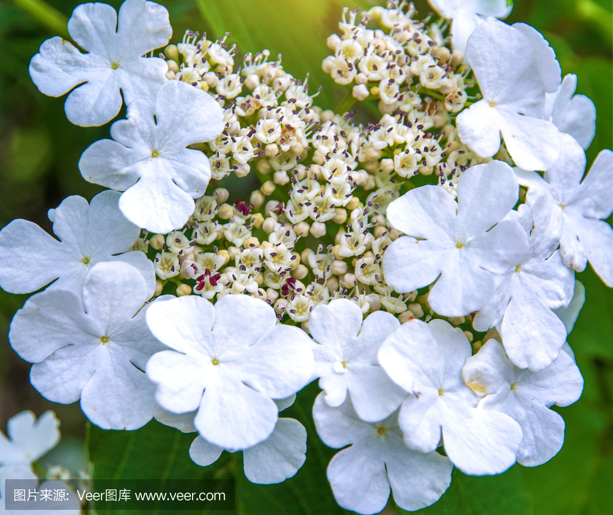 季节性情绪失调,季节性情感障碍,海尔德兰,格尔