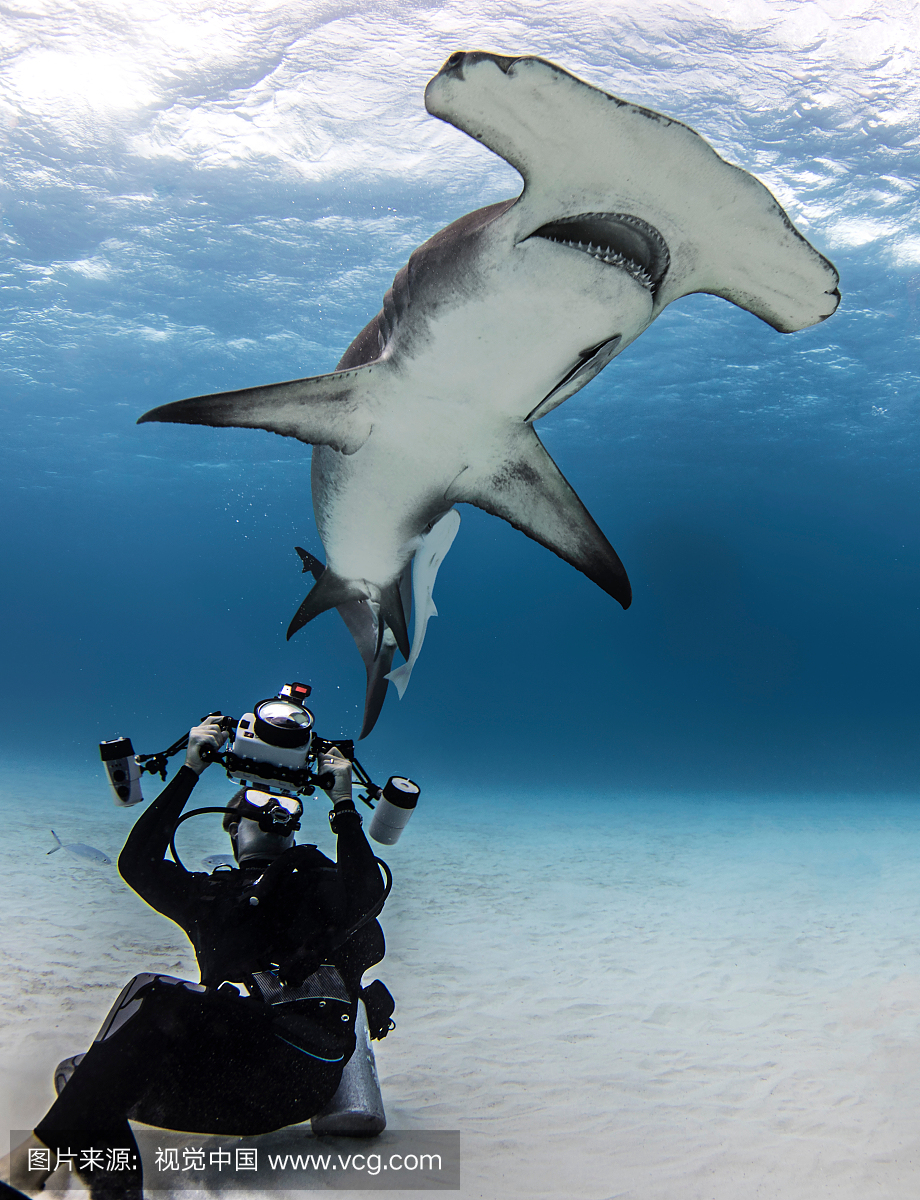 双髻鲨,锤头鲨,锤头双髻鲛,比迷尼