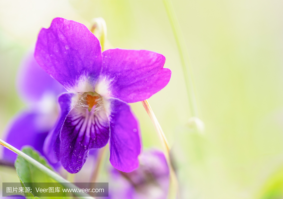 一朵狂放的紫罗兰色花的宏观照片在一个草甸的