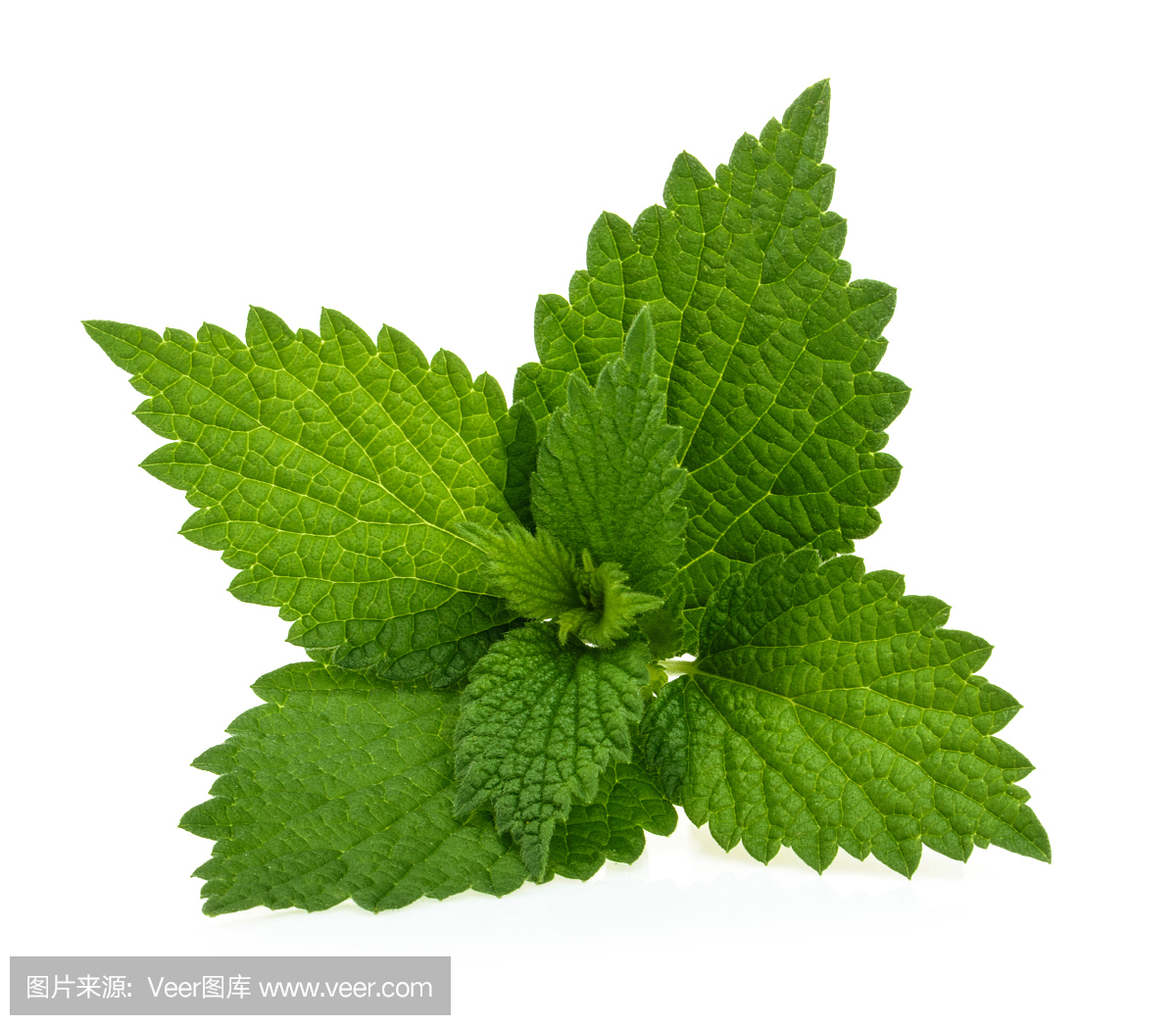 刺荨麻,小寻麻,小浔麻,小寻嘛