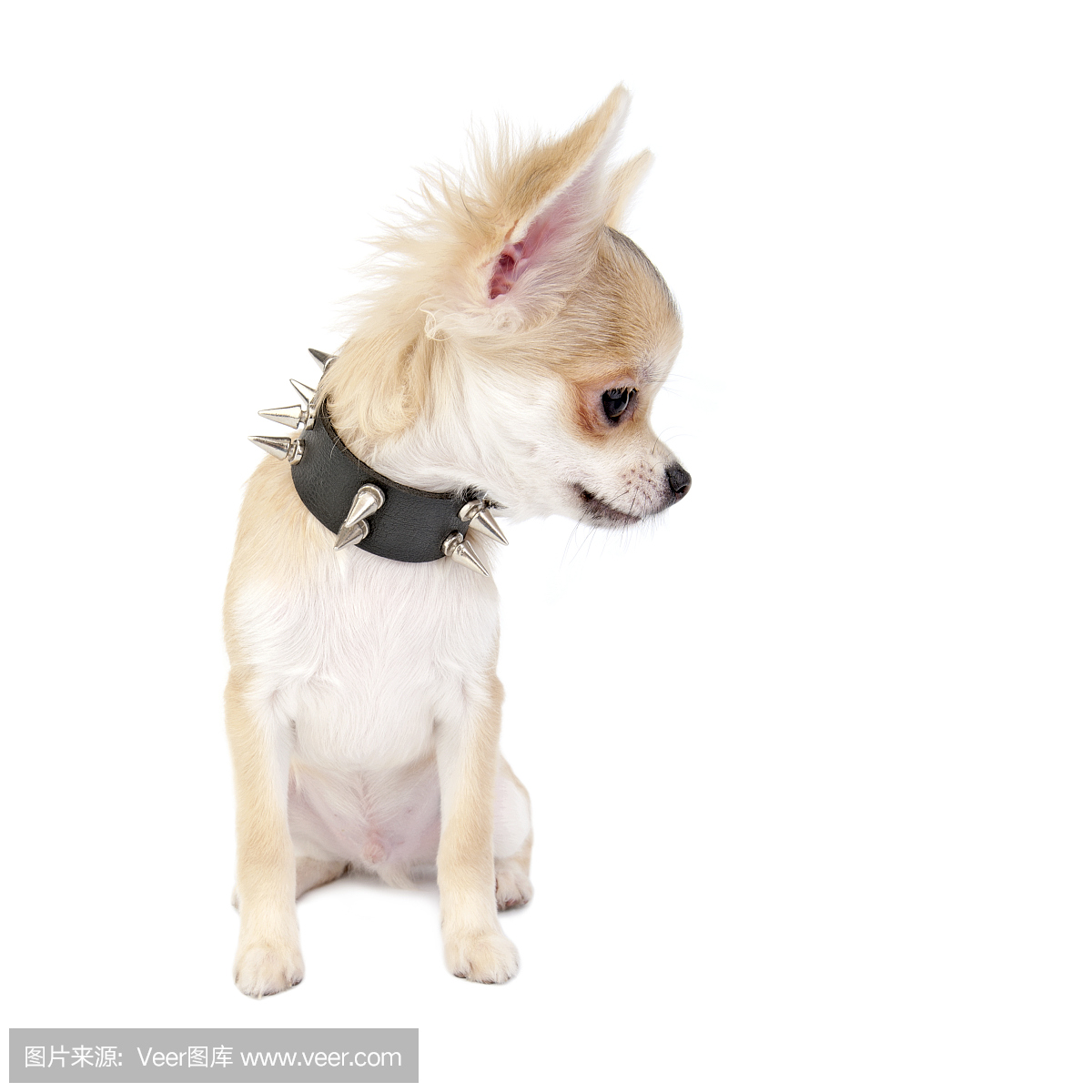 奇瓦瓦州小狗与黑色皮革镶嵌衣领向右看