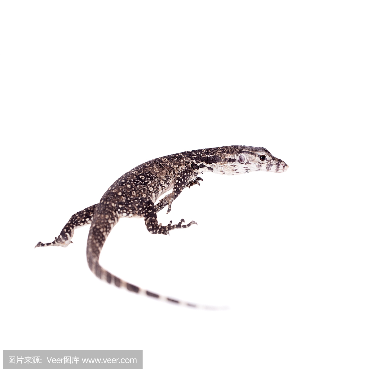 爬虫学,爬虫类,巨蜥属,巨蜥