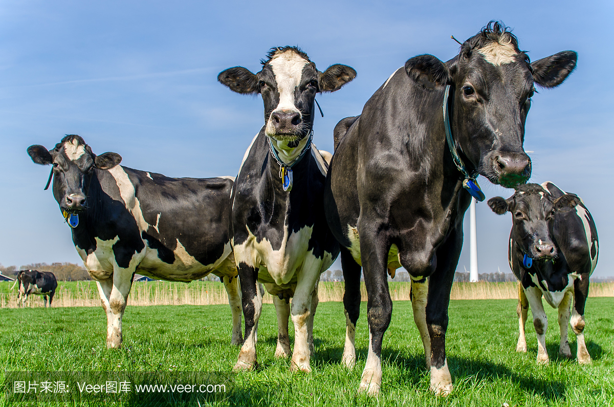 弗里斯兰奶牛,黑白花奶牛,荷兰黑白花牛,乳牛