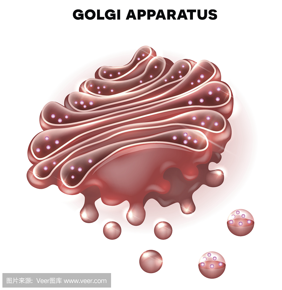 高尔基体,内网器,小泡,囊泡