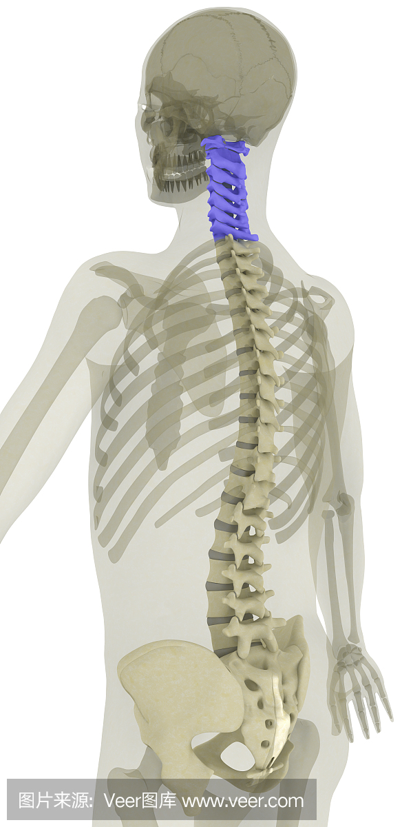 脊柱颈椎突出显示