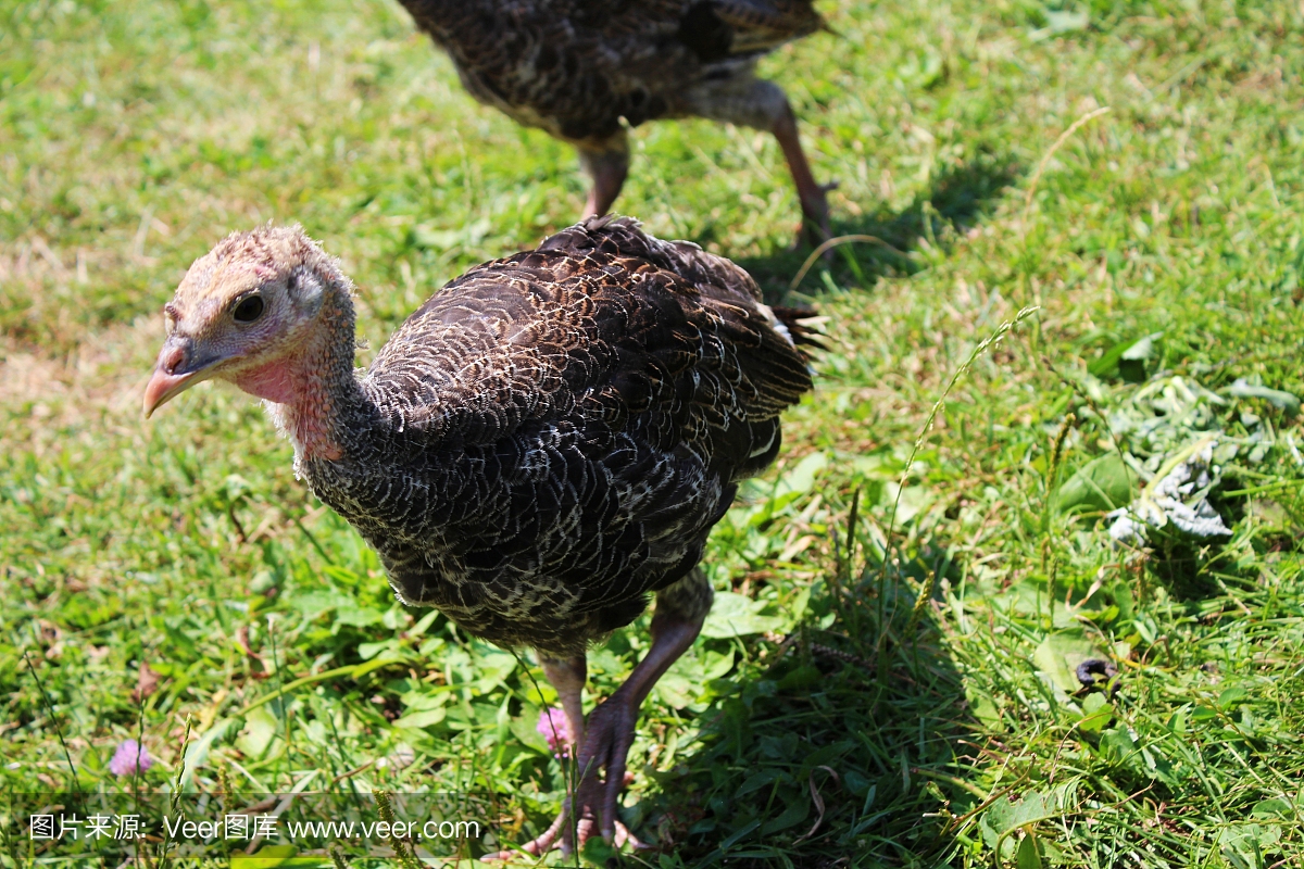 年轻的小火鸡正在跑步