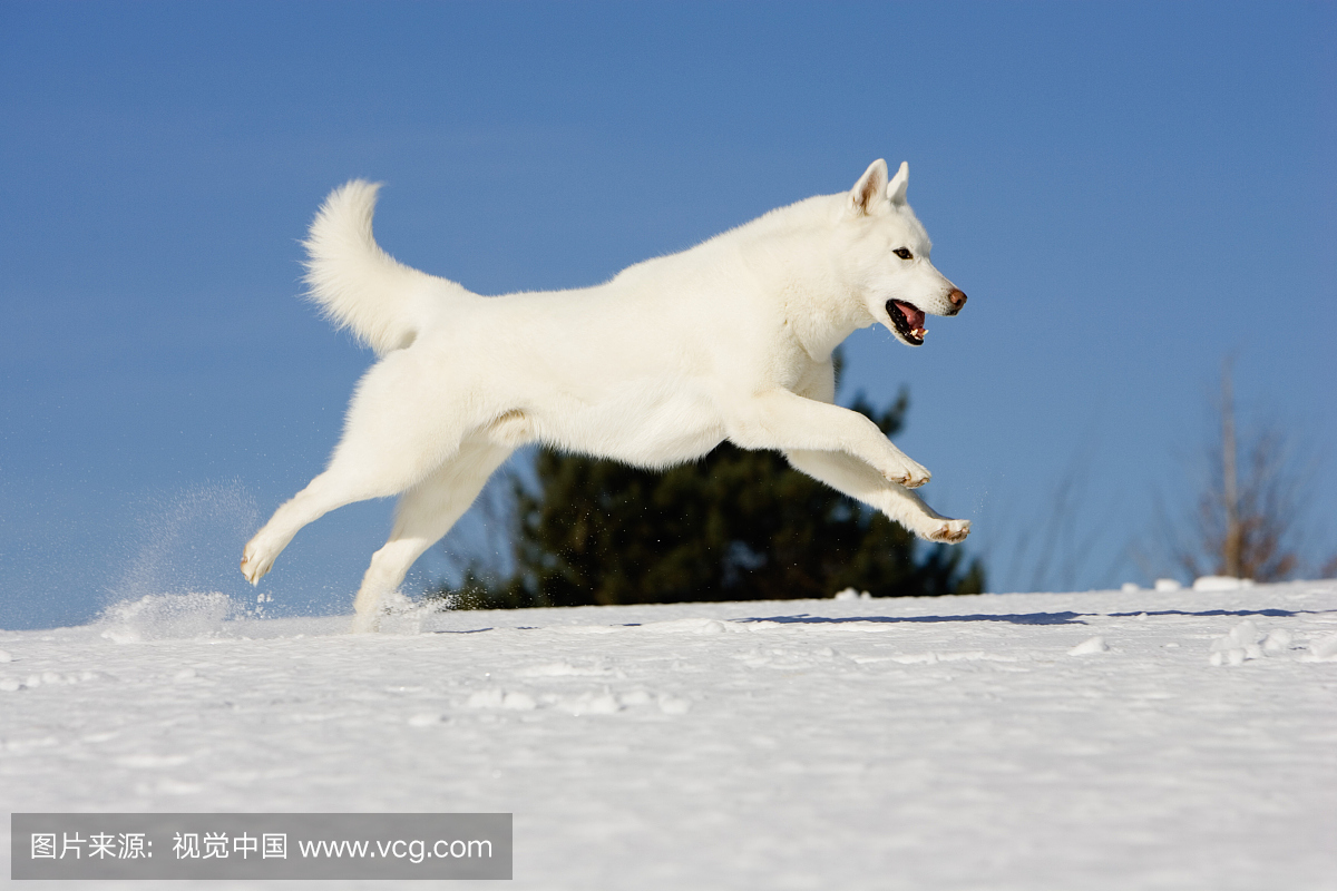 雪橇犬,雪撬狗,雪撬犬,哈士奇