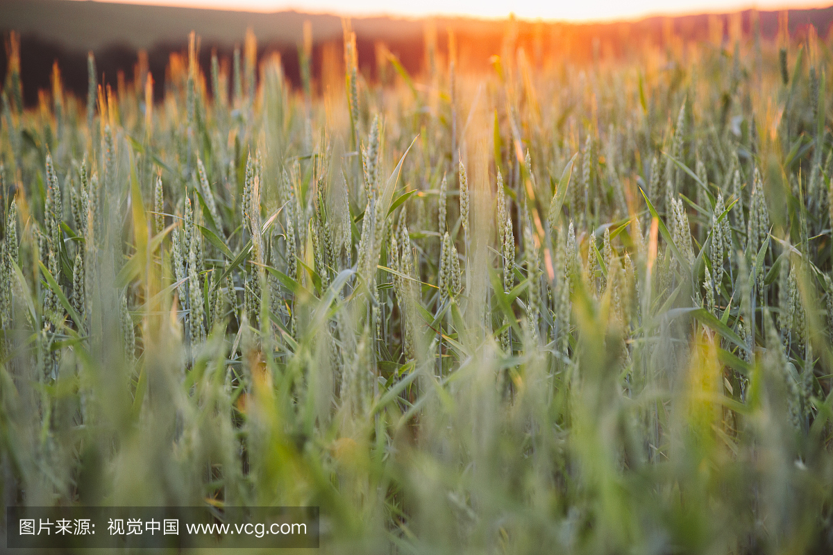 宁静,德涅斯特河沿岸摩尔达维亚共和国,草,户外