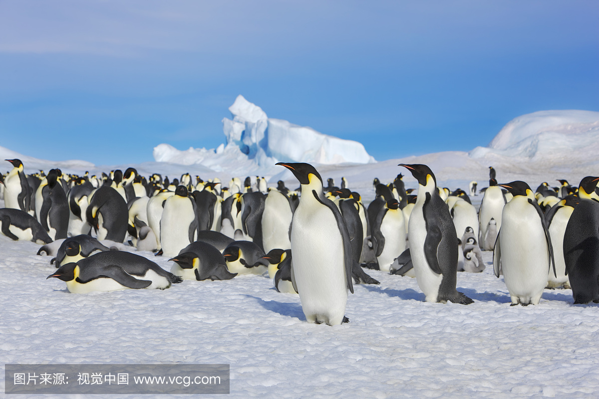 皇帝企鹅小丑在冰山,雪山岛,南极群岛,南极洲