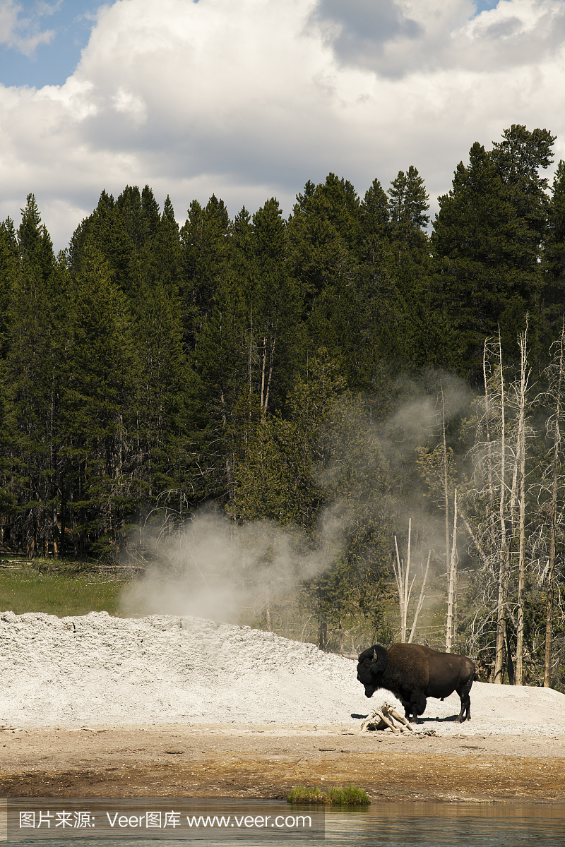 水牛城在黄石美国国家公园