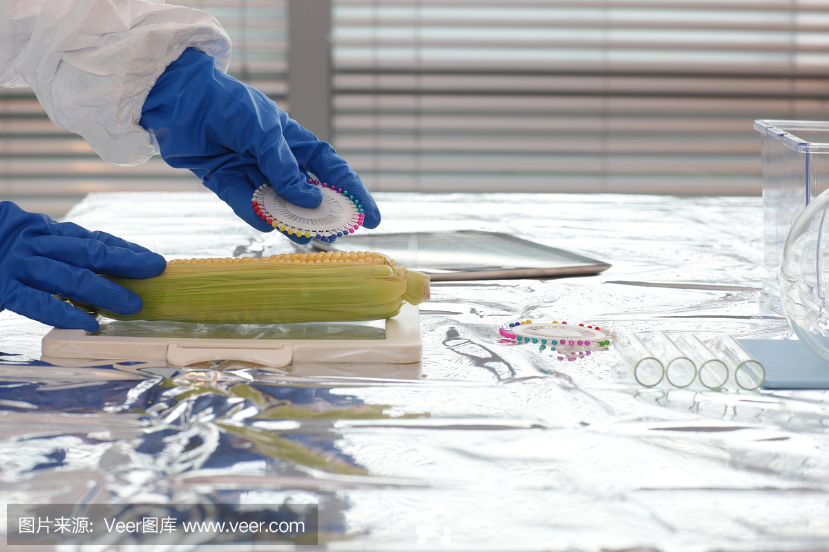 科学家在实验室测试甜玉米