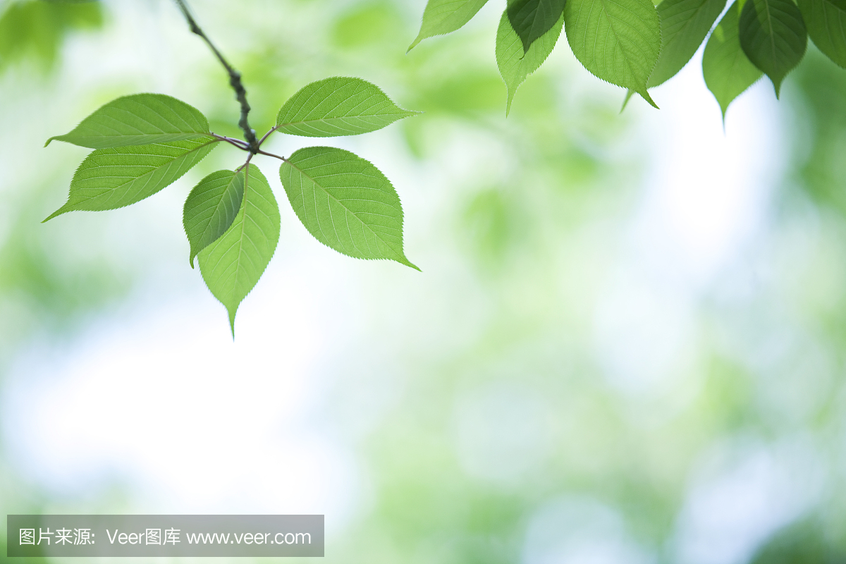 风景,环境保护,户外,叶子