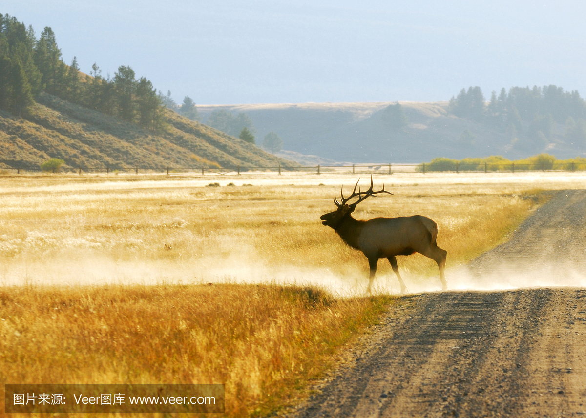 美国文化,美国西部,野生动物,蒙大拿州